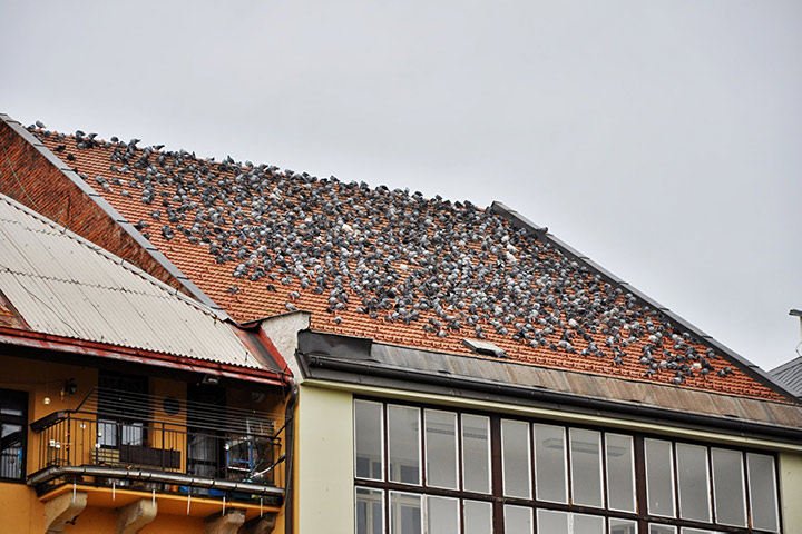 A2B Pest Control are able to install spikes to deter birds from roofs in New Eltham. 