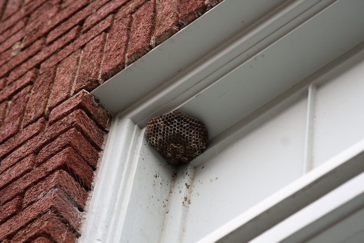 We provide a wasp nest removal service for domestic and commercial properties in New Eltham.